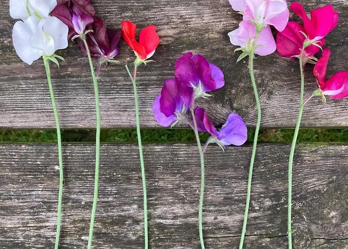 בית נופש Pluk Het Geluk *